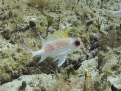 Holocentrus adscensionis