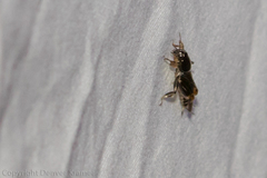 Tridactylidae