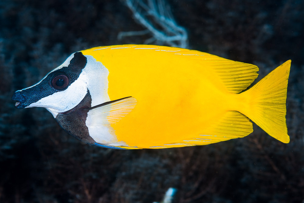 Foxface (Reefblitz marine species of Queensland 2023) · iNaturalist