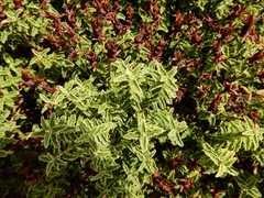 Hypericum balearicum
