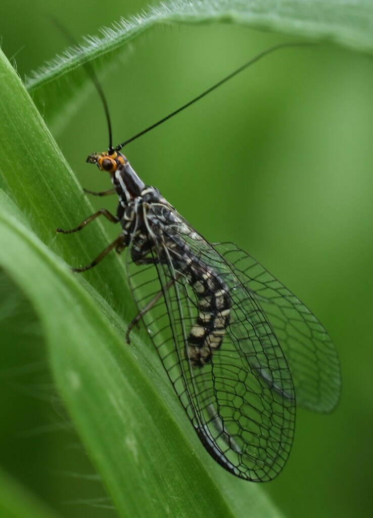 San Francisco Lacewing