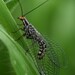 San Francisco Lacewing - Photo (c) Kuoni W, some rights reserved (CC BY-NC), uploaded by Kuoni W