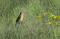 Polystictus pectoralis