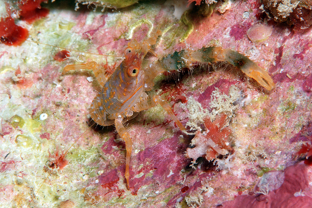 Galathea parvula