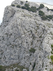 Hypericum balearicum