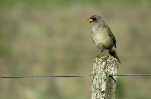 Embernagra platensis
