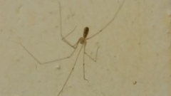 Pholcidae