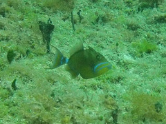 Balistes vetula