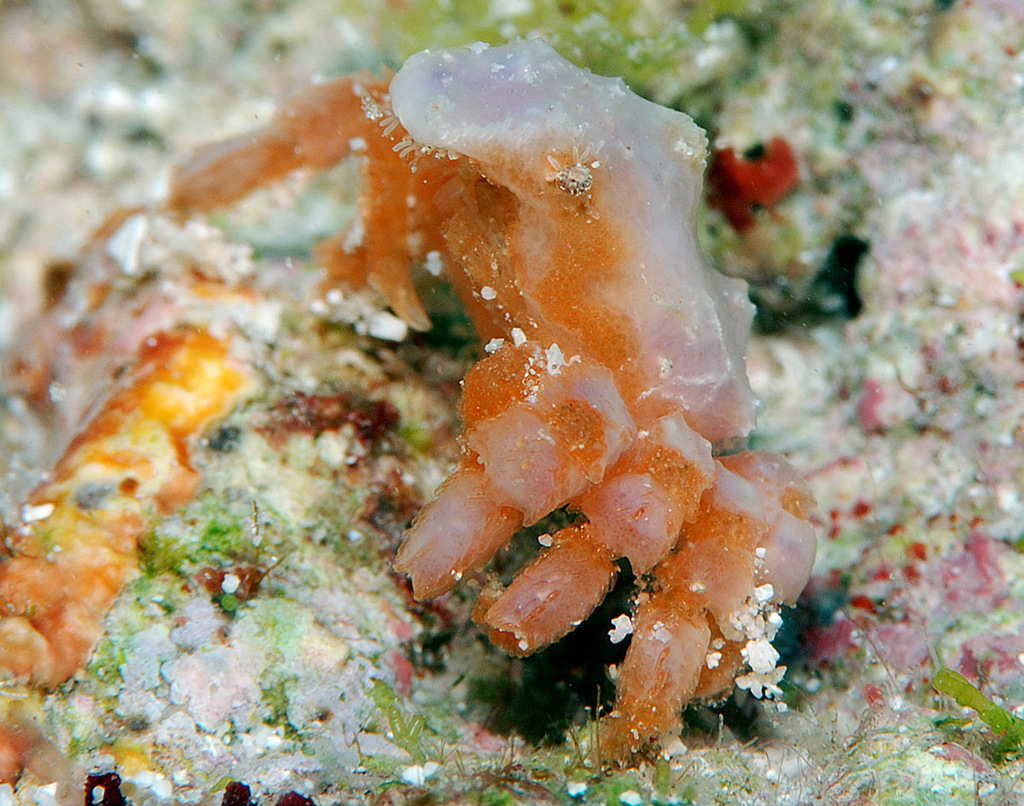 Micippoides