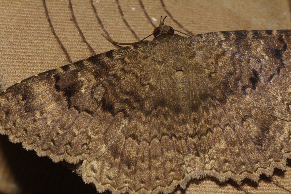 Latebraria amphipyroides