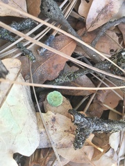 Andricus pattersonae