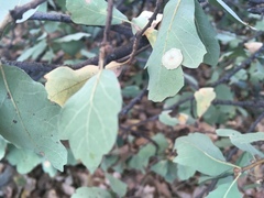 Andricus pattersonae