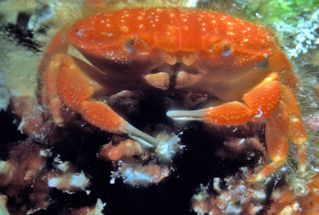 Neoliomera intermedia