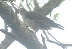 Accipiter bicolor
