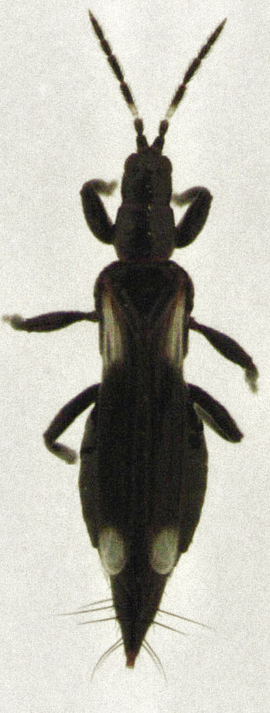 Aduncothrips walkerae