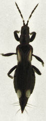 Desmidothrips walkerae