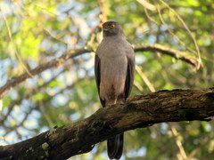 Accipiter bicolor
