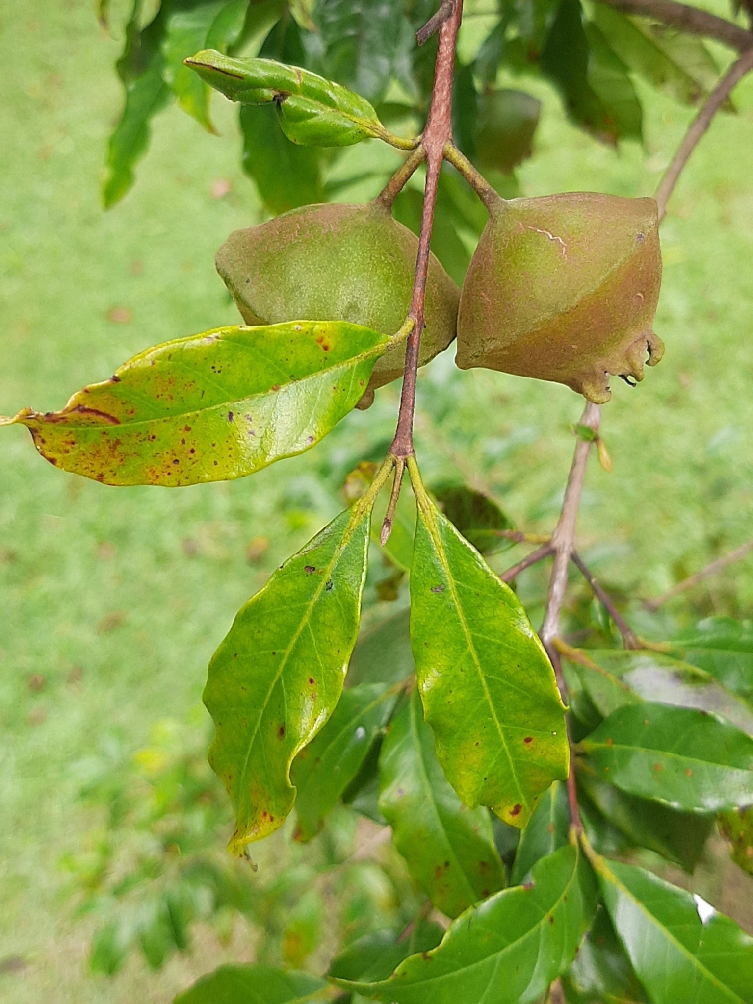 Imagem de Cambuci