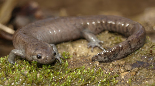 Streamside Salamander