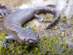 Ambystoma barbouri
