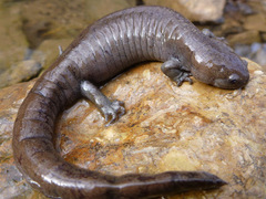 Ambystoma barbouri