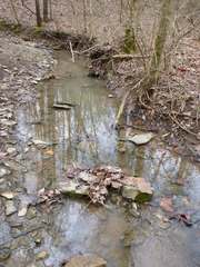 Ambystoma barbouri