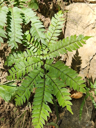 Image of Adiantum villosum by (c) Jo Roberts, some rights reserved (CC BY)
