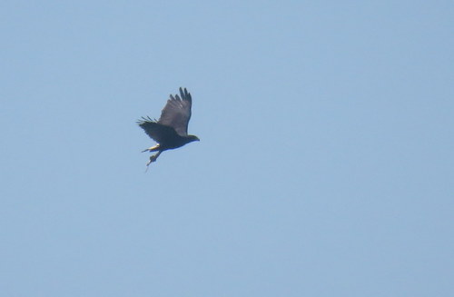 Buteogallus urubitinga