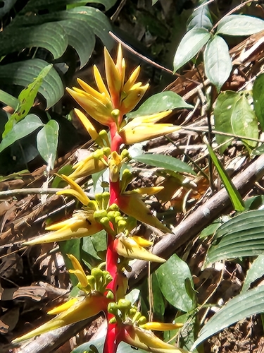 Heliconia spissa