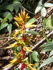 Heliconia spissa