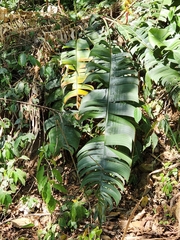 (c) Jo Roberts, some rights reserved (CC BY) Heliconia spissa, photograph (c) Jo Roberts, some rights reserved (CC BY)