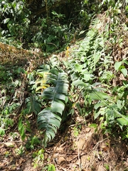 (c) Jo Roberts, some rights reserved (CC BY) Heliconia spissa, photograph (c) Jo Roberts, some rights reserved (CC BY)