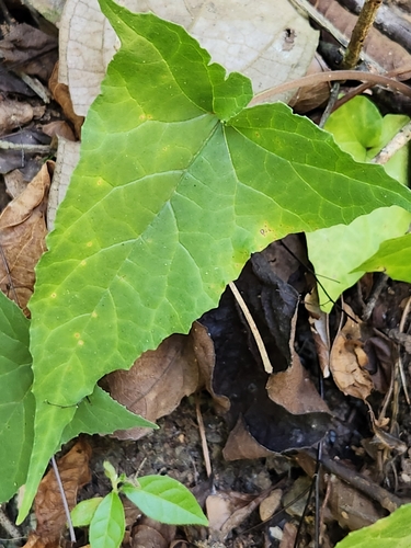 Image of Dorstenia contrajerva by (c) Jo Roberts, some rights reserved (CC BY)