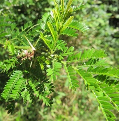 Vachellia kosiensis