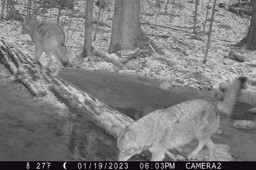 Coyote photographed in New York