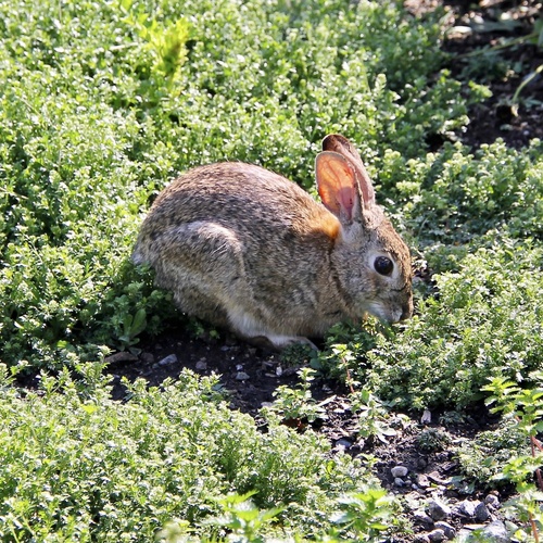 iNaturalist observation photo of Desert Cottontail