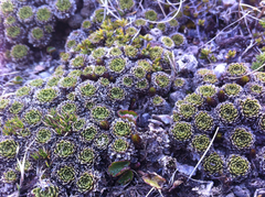 Hectorella caespitosa