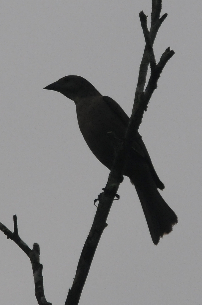 Perching Birds from burbayar, Panama on August 02, 2014 at 0158 PM by christian marty · iNaturalist