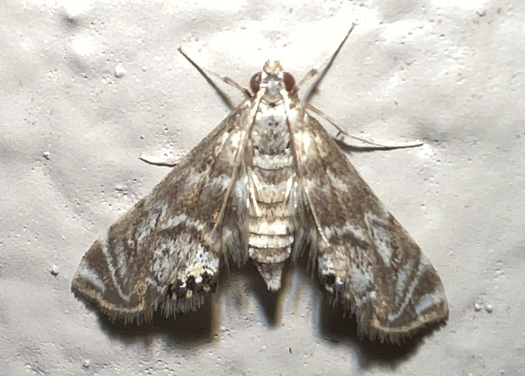Santa Fe Petrophila