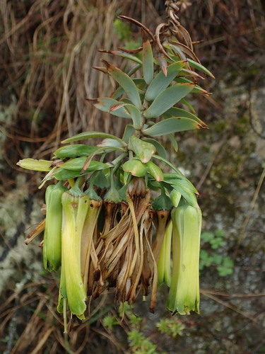 Bomarea involucrosa (Bomarea involucrosa)