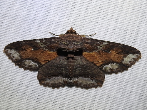 Lunate Zale Moth photo 6