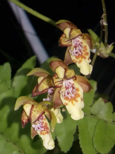 Leochilus carinatus