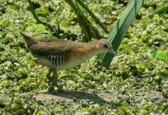 Laterallus melanophaius