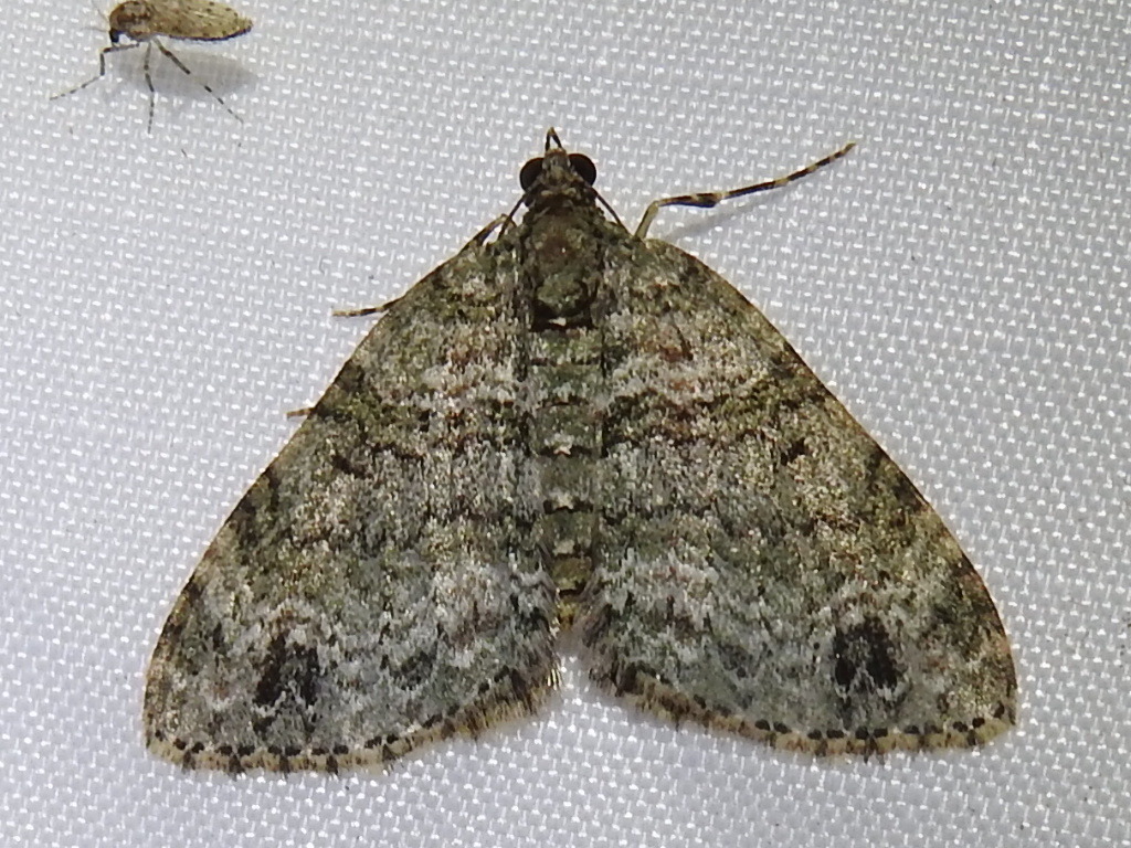 Hammaptera Moth