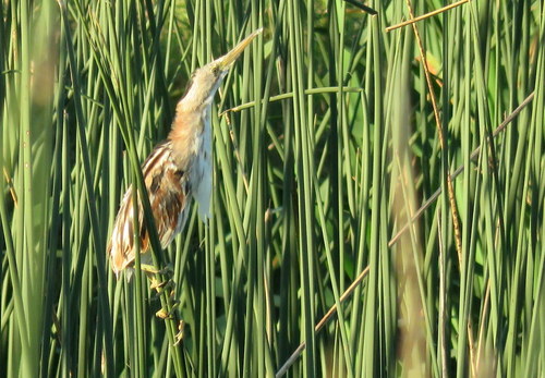 Botaurus involucris