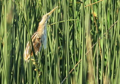 Ixobrychus involucris