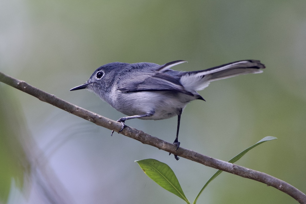 Blue-gray Gnatcatcher (Cozumel)