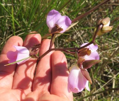 Eulophia cucullata