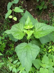 Peteravenia malvifolia
