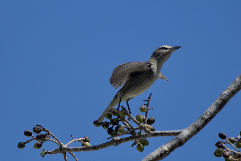 Yucatan Vireo